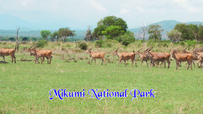 Mikumi National Park