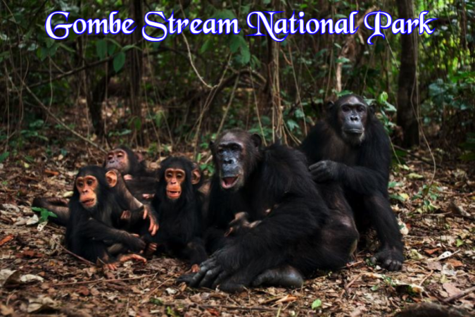 Gombe Stream National Park